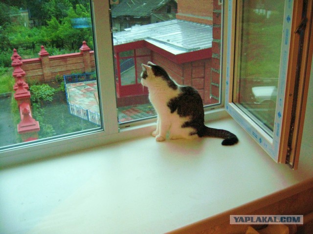 Котовторник 16.05.2017