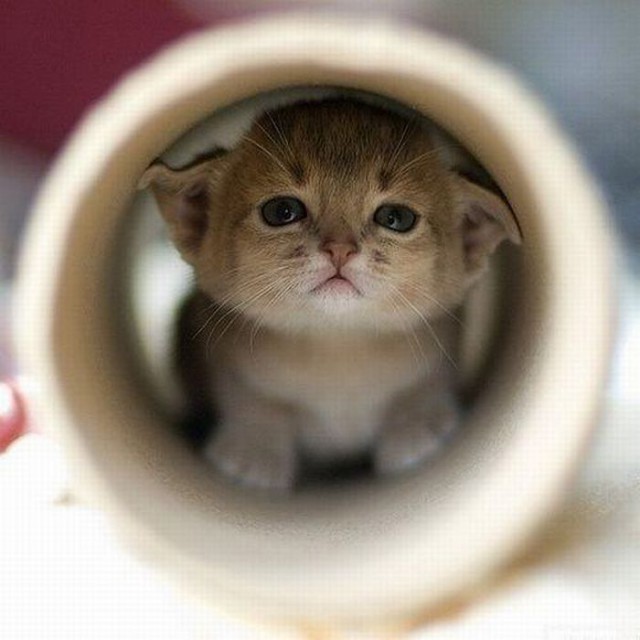 Коты и Кошки