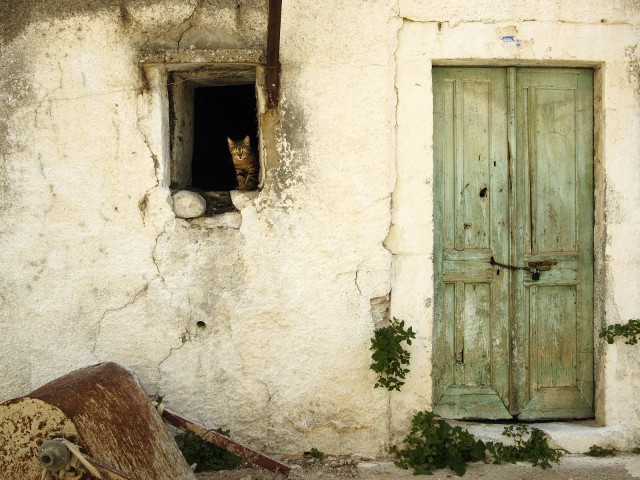 Коты и Кошки