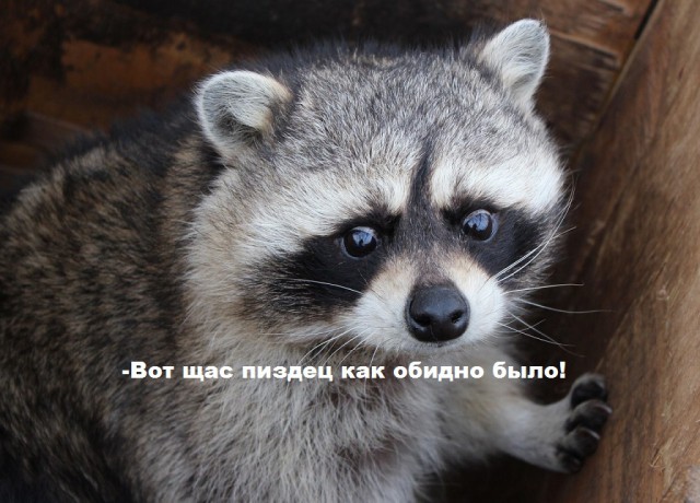 Смертельно опасные создания, которых люди считают безобидными.