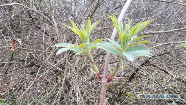 Просто Природа