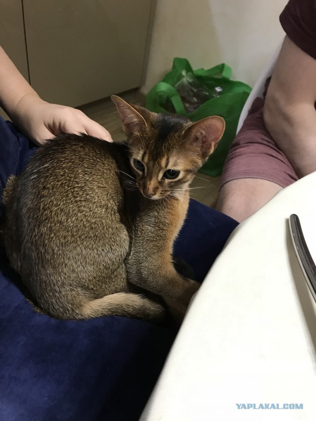 Котовторник 9.01.2018