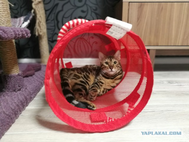 Котовторник 20.02.18