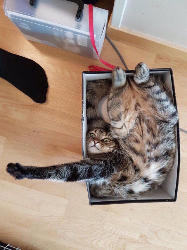Прикольных котов пост