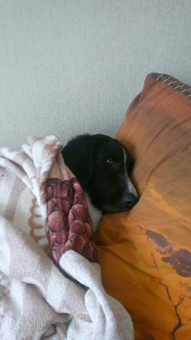 Живность из сети