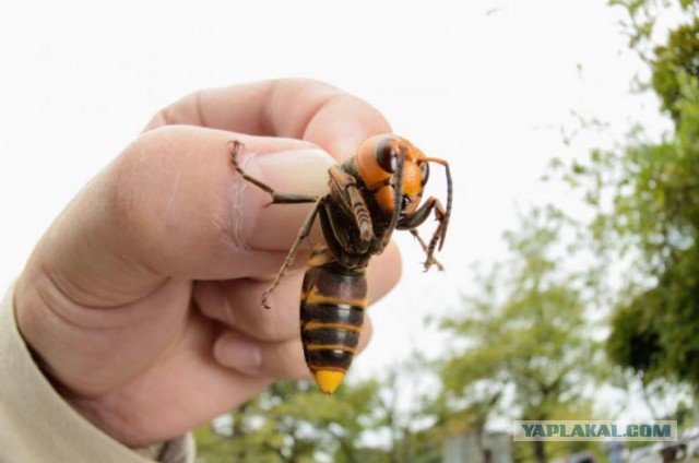 Vespa mandarinia japonica нападает