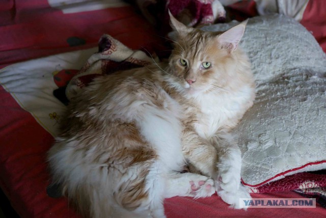 Котовторник 07.08.2018