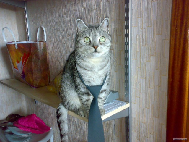 Последний Котовторник... октября :)