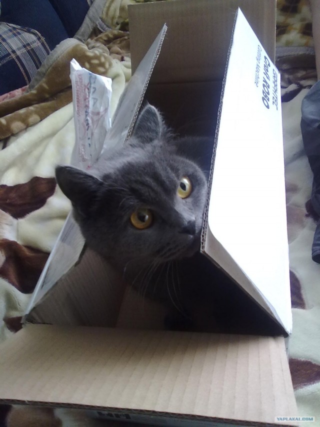 Котовторник!