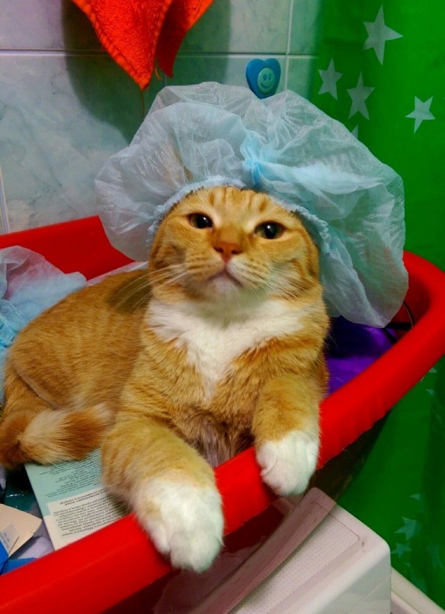 Прикольных котов пост