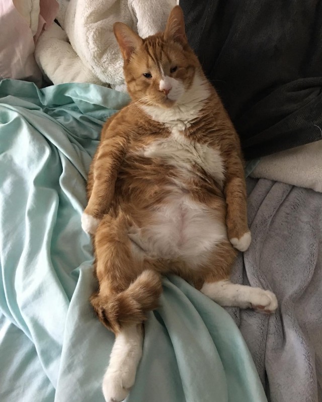 Прикольных котов пост