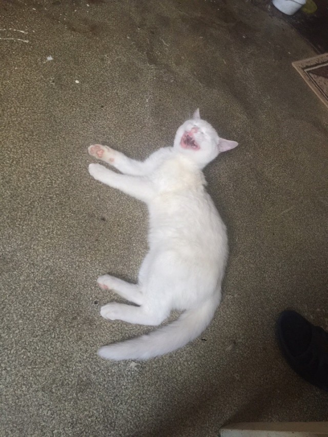 Забавные фото котеек