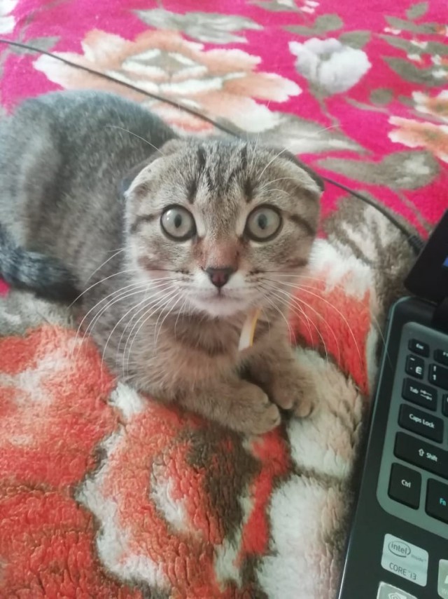 Забавные фото котеек