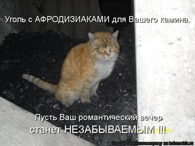 Кот гадит в мангал, не знаю что и делать