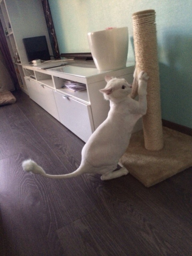 Котовторник! начнем? 04.06.19