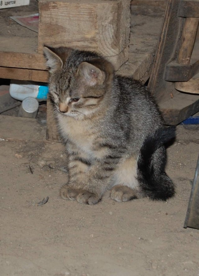 Забавные фото котеек