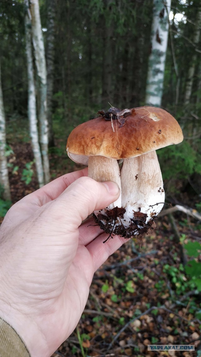 Грибы