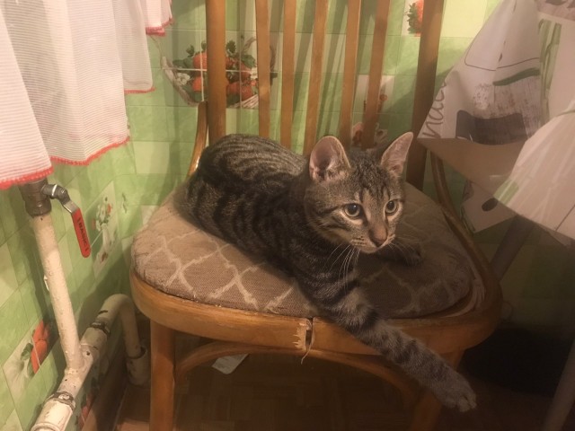 Забавные фото котеек