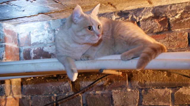 Котофеев пост