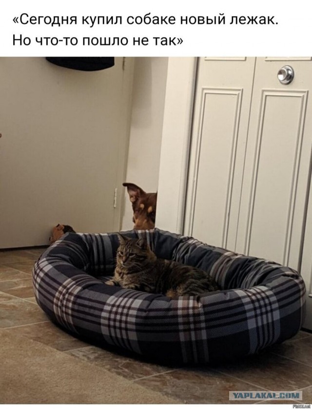 Котики бывают разные - черные, белые, и все классные