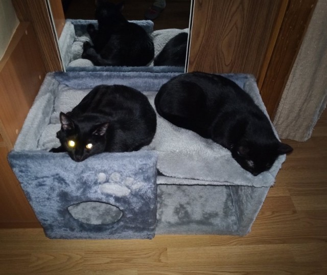 Котовторник. Добавляйте своих