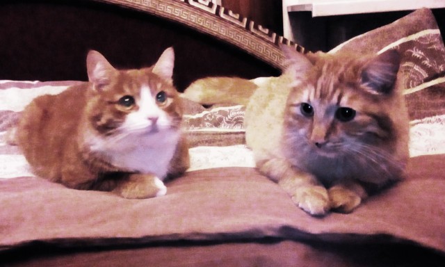 Котовторнику быть!