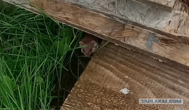 Ласка? Всё таки норка