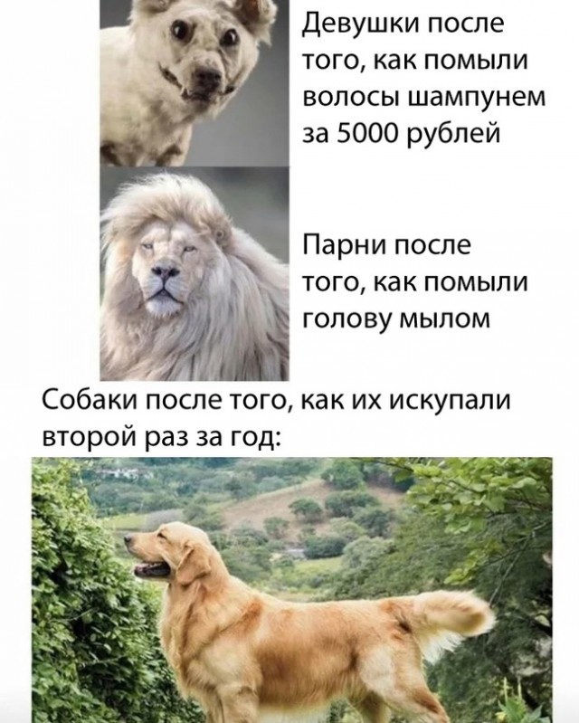 Картинки и мемы для настроения