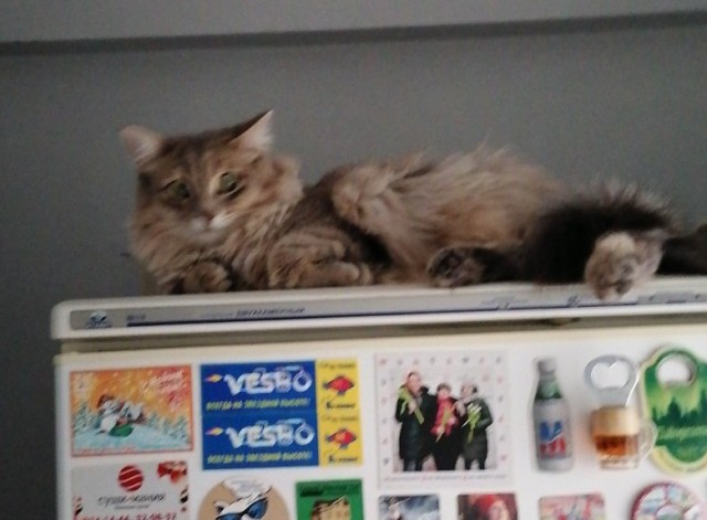 Котовторник же уже наступил?