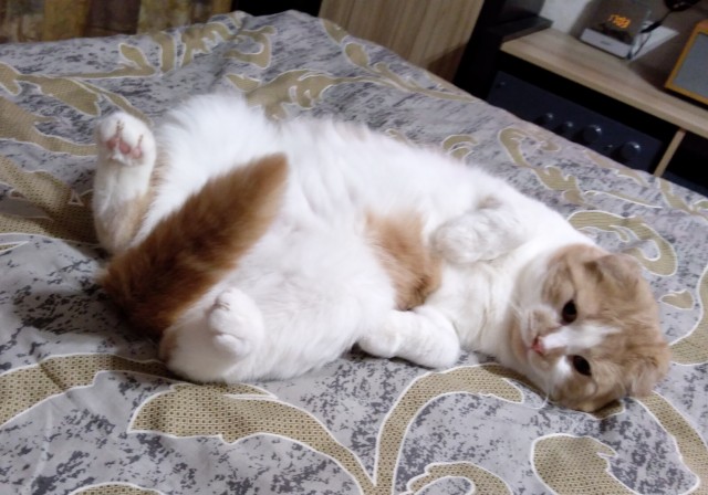 Первый котовторник 2022