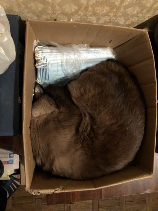 Котовторник 25.01.22