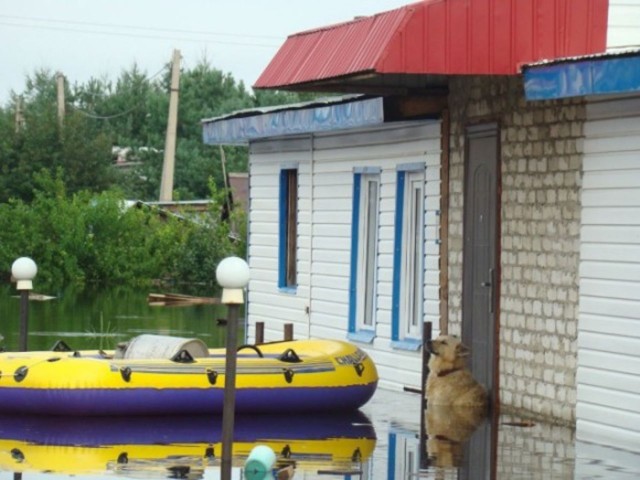 Умер самый известный амурский пёс - Дружок.