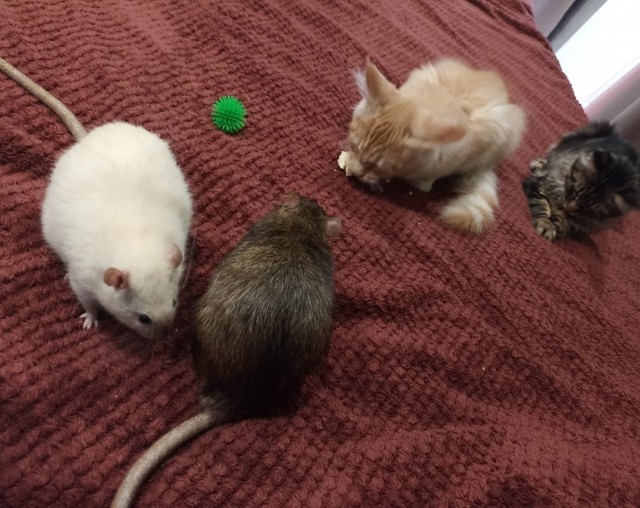 А ещё я люблю крысок