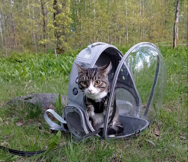 Начну котовторник чуть раньше!