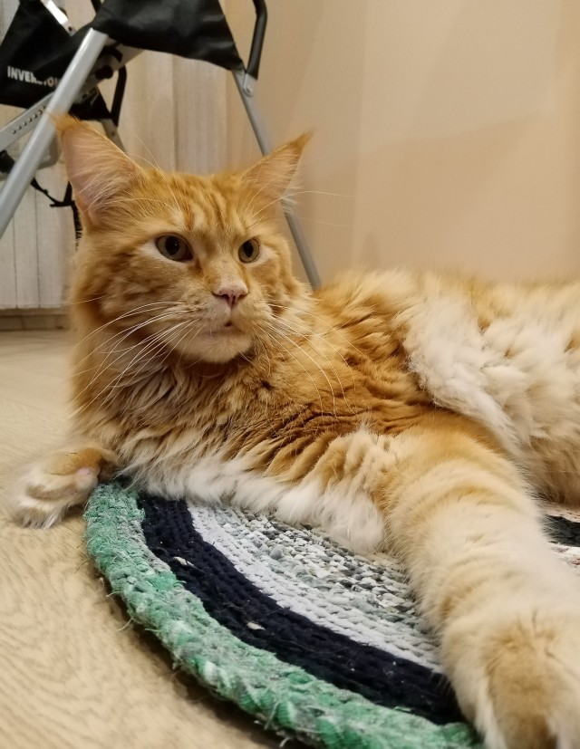 Мой котовторник