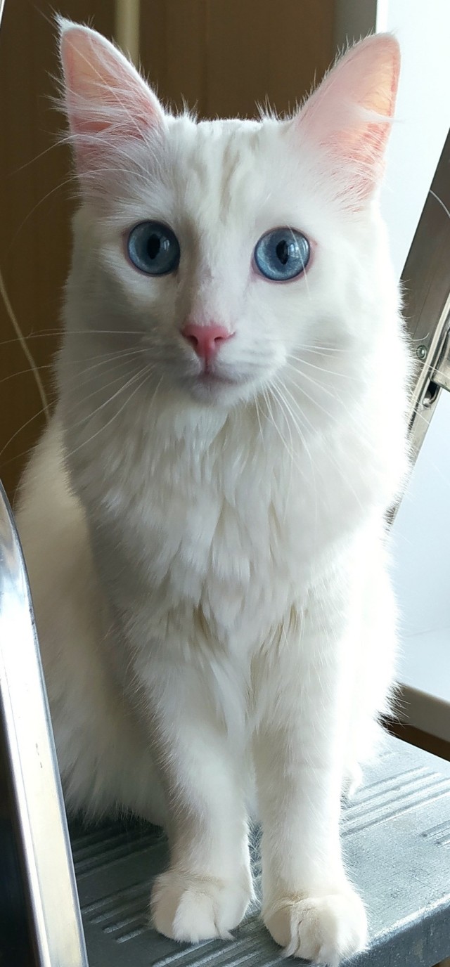 Кошечка!