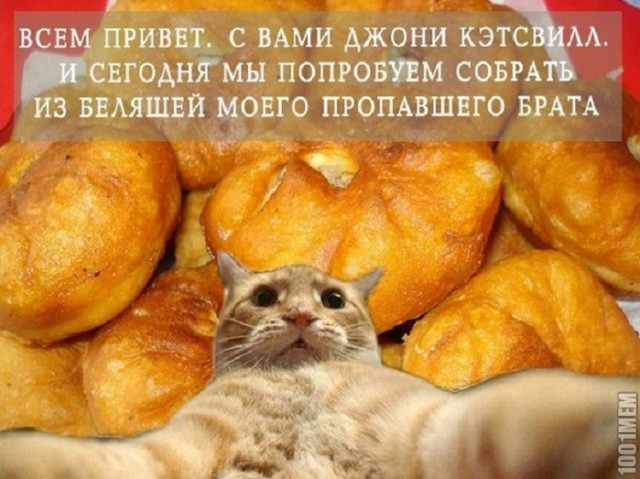 Кот с чебуреком мем Картинки и мемы. Выходные близко... - ЯПлакалъ