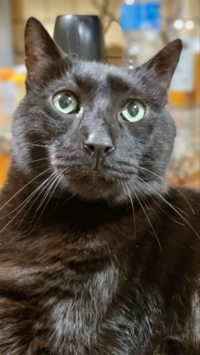 Коточетверг!
