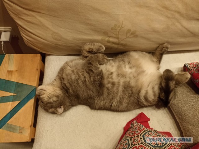 Коточетверг!