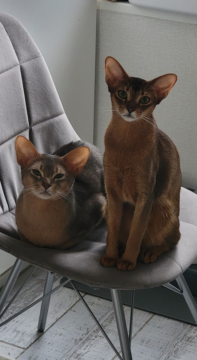 Котовторнику посвящается!