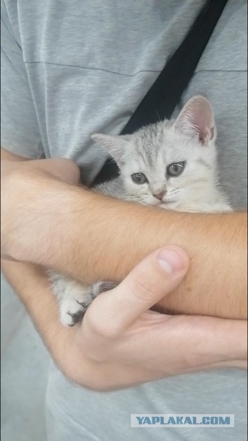 Маленькая Тыгдычка