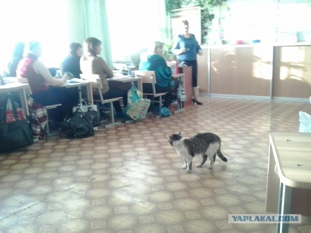 Котовторник 16.04.2013