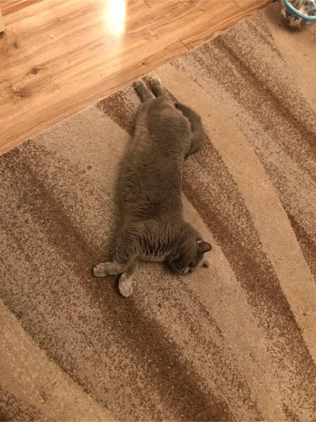 Походу мой кот бухает втихаря
