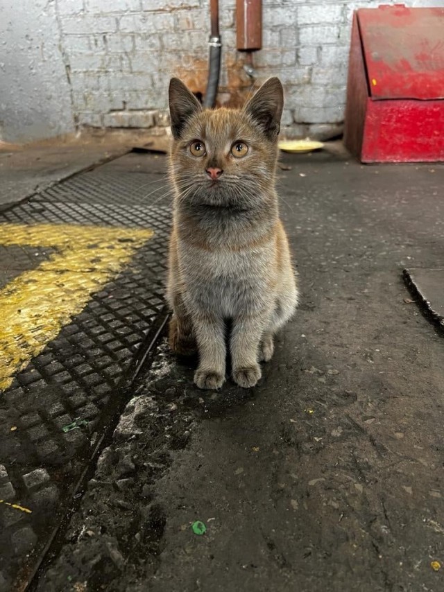 "Ты когда уже песок в ящике поменяешь?"