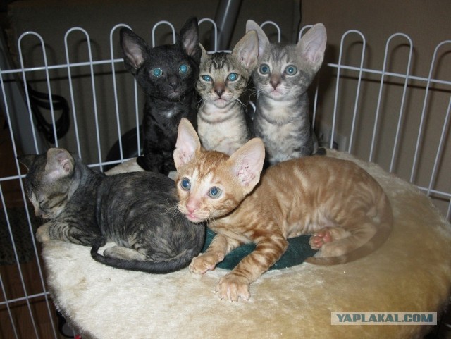 Котовторник  07.05.2013