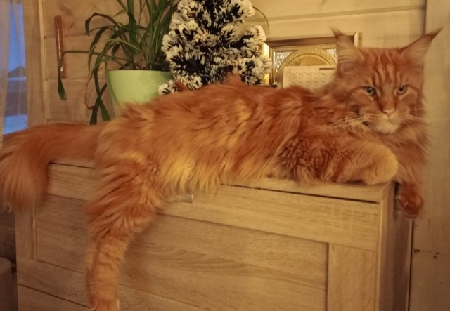 Решился наконец завести котейку
