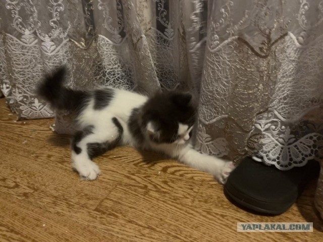 Вот и я стал рабом