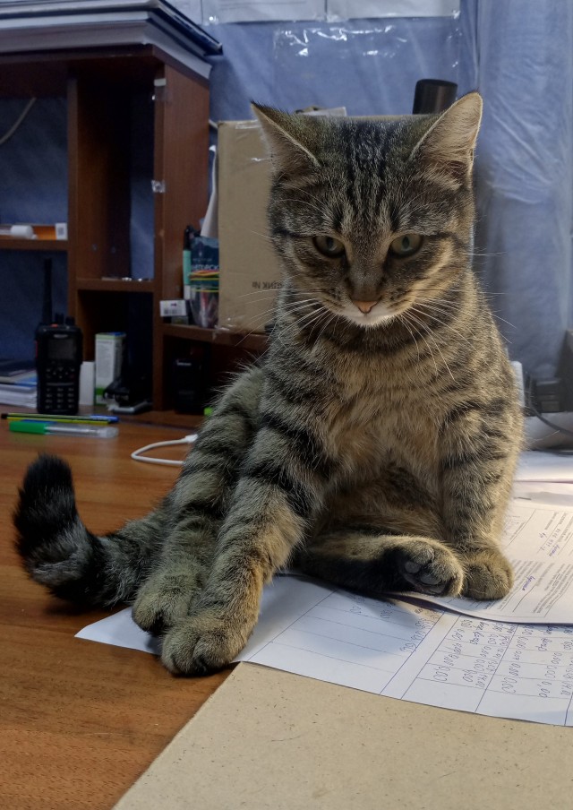 К котовторнику: подборка картинок-баянов с котиками и про котиков. Выпуск 2.