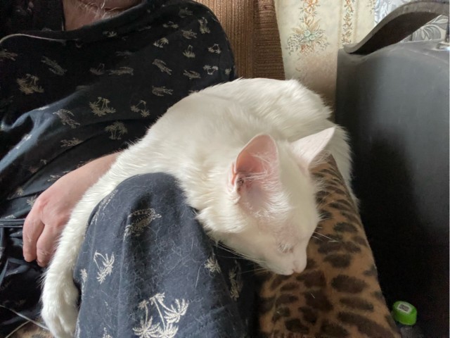 Спящий кот