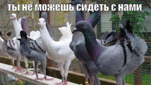 Этого вы уже не развидите, но именно так выглядят банатские куриные голуби